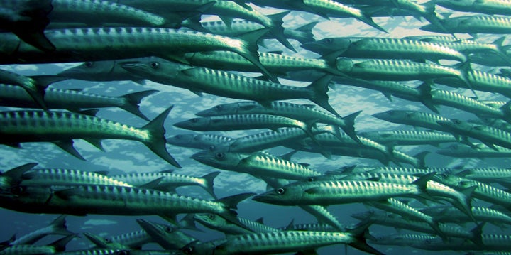 Some fish are losing their sense of smell. Climate change is to blame.