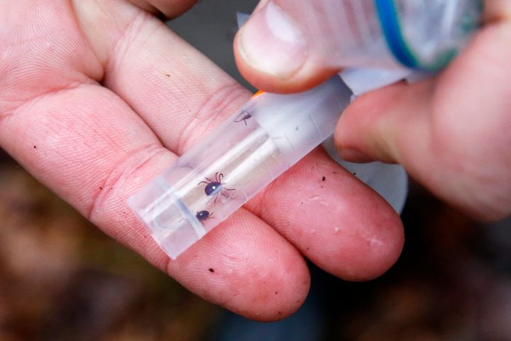 Chuck Lubelczyk, a vector ecologist for Maine Medical Center Research Institute, displays a vial of live lone star ticks. The ticks -- a species native to Texas and Oklahoma -- were placed within a containment vessel at a lyme disease research site in Cape Elizabeth.