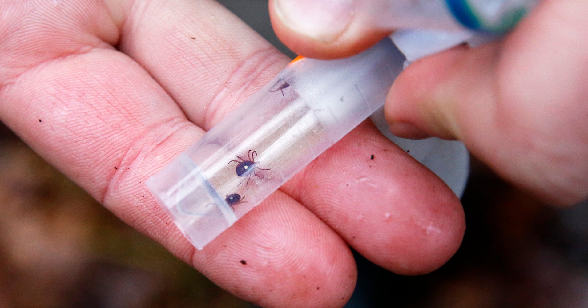An Army Of Deer Ticks Carrying Lyme Disease Is Advancing And Here’s Why