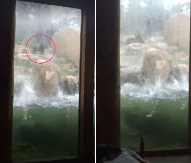 One of two bears (left) is seen attempting to dodge hail as it pounded the Cheyenne Mountain Zoo in Colorado Springs on Monday.