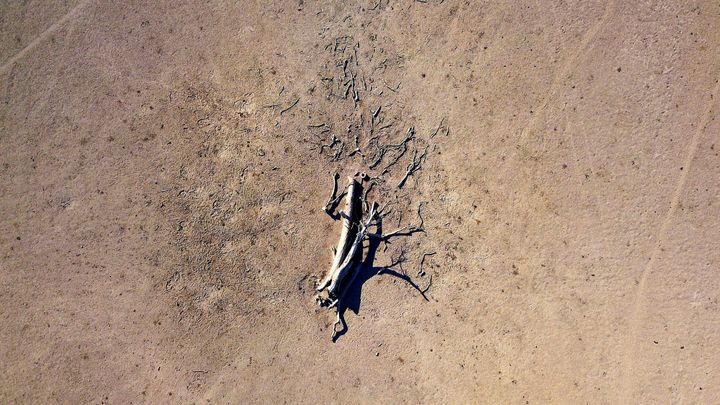 A dead tree in a drought-affected paddock, west of the town of Tamworth in New South Wales