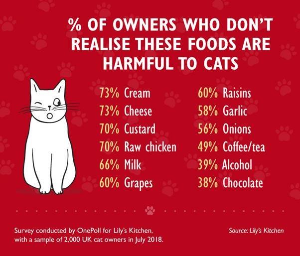 is cheese healthy for cats