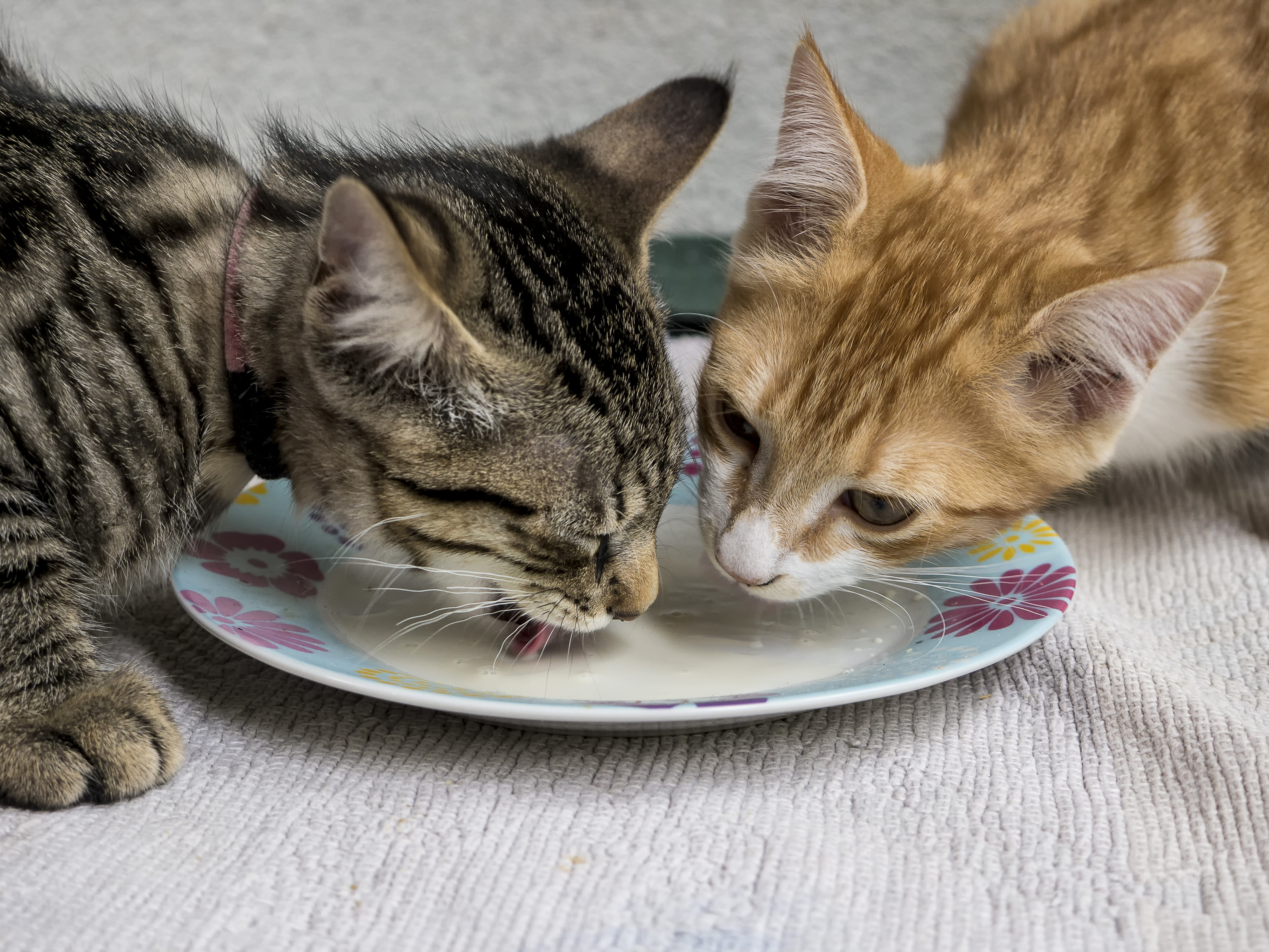cat eating kitten