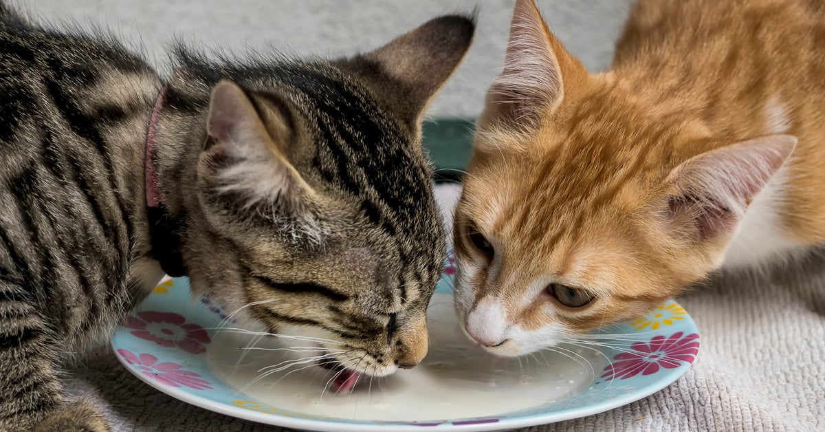 Can you feed your cat cheese sale
