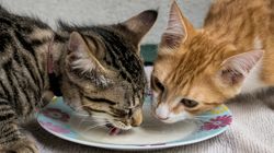 Cream And Cheese Among Foods You Shouldn't Feed Your Cat (But Probably Do)