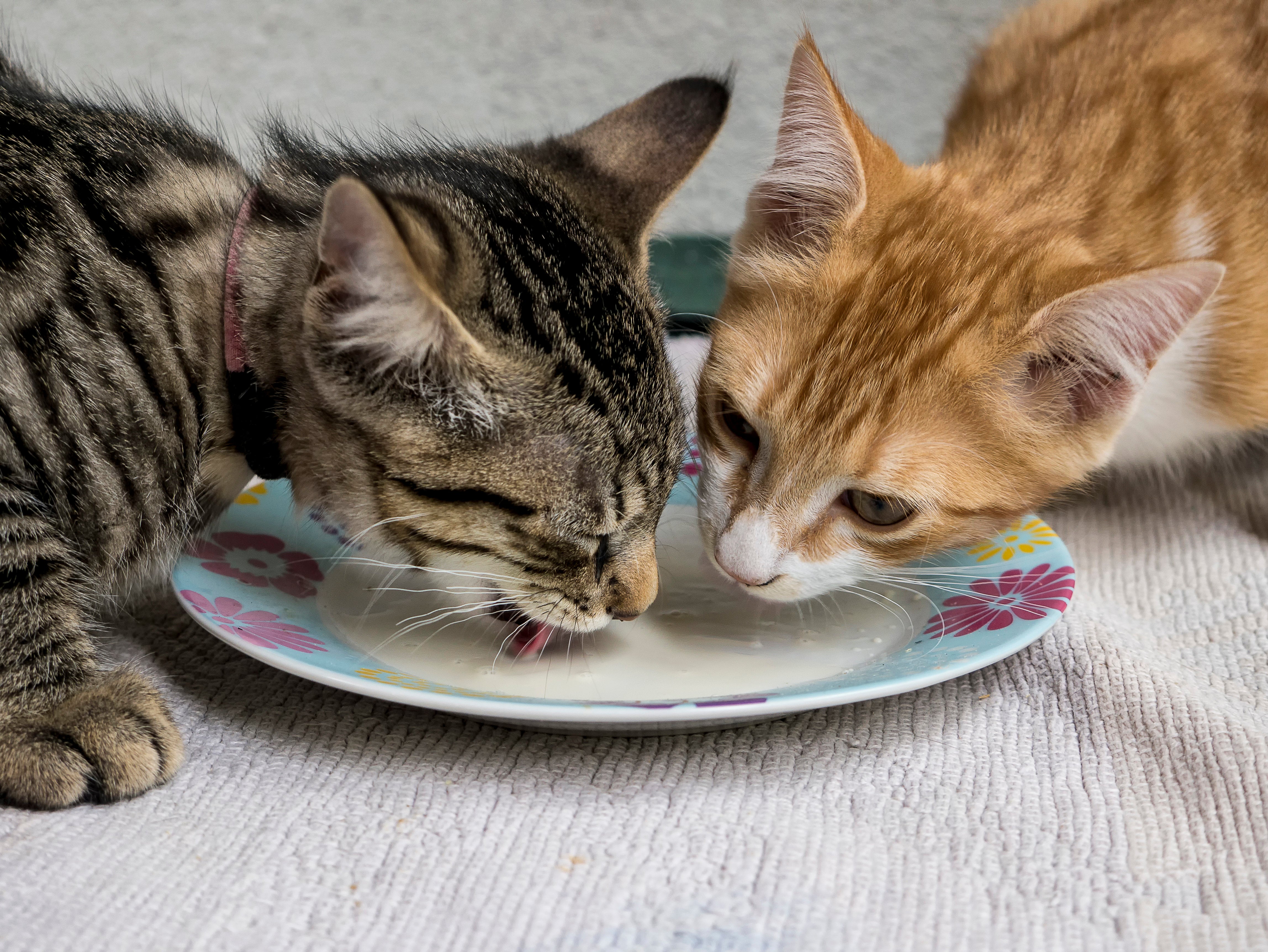 Giving cheese to cats best sale