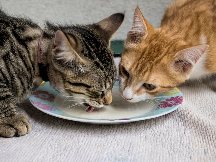Can Cats Eat Cheese? Here Are The Foods You Shouldn't Feed ...