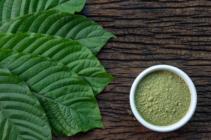 Mitragynina speciosa leaves and raw kratom powder on a table. Although some officials say kratom can kill, they can't say how