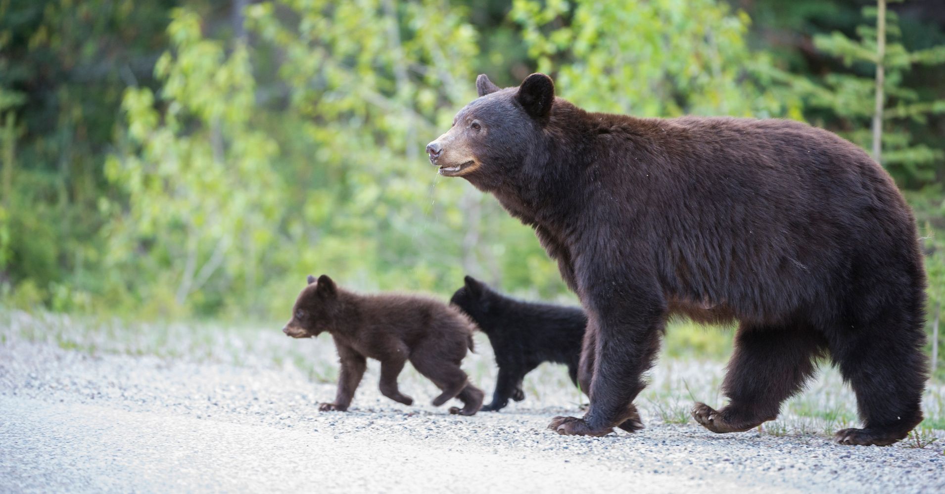 Father Son Charged With Killing Mother Bear And Shrieking Cubs In Their Den Huffpost