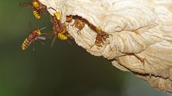 Don't Panic, But The Heatwave Is Making Wasps Live Longer (And Their Queens Are Thriving)