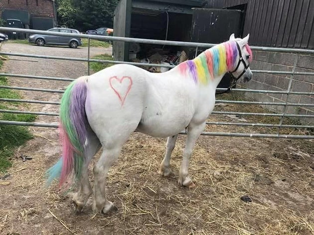 Health workers have found working with horses can help people with anxiety