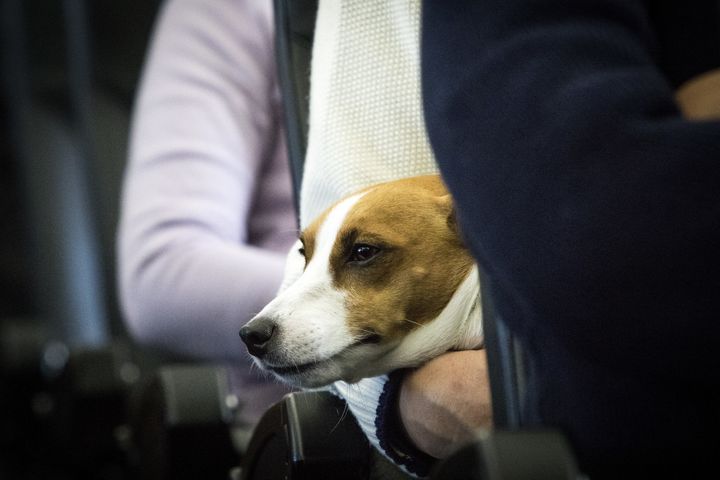United Airlines said it saw a 77 percent increase in passengers traveling with emotional support animals last year.