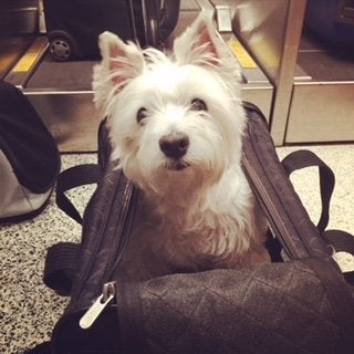 My dog Molly in her travel bag before boarding. Emotional support animals aren't required to stay in their traveling cases during flights and their owners aren't required to pay additional luggage fees.