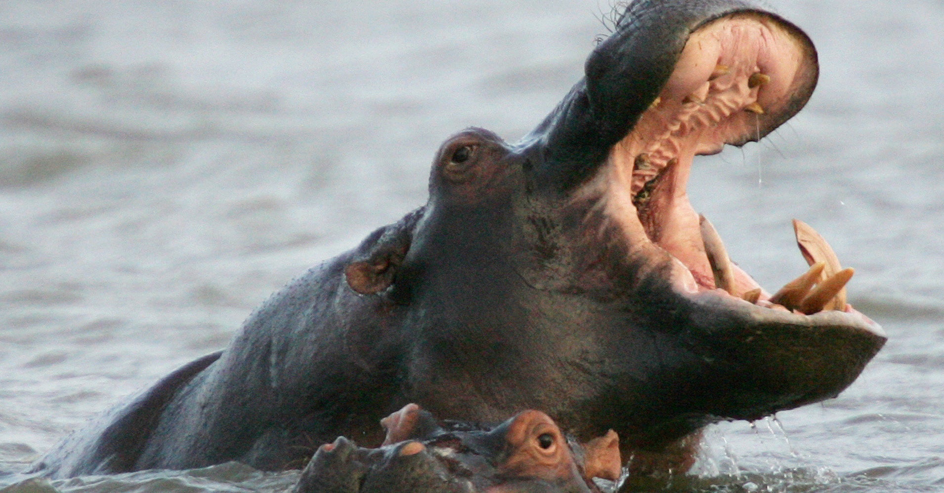 Local Fisherman And Tourist Killed In Kenya Hippo Attacks HuffPost