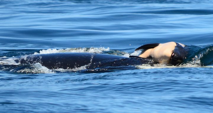 The orca had carried the body of her dead calf on her head for 17 days 