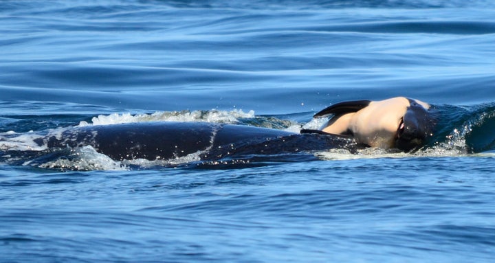 <strong>The orca had carried the body of her dead calf on her head for 17 days </strong>