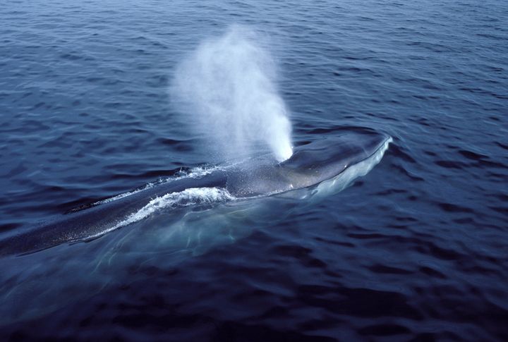 Η πτεροφάλαινα δεν απειλείται πλέον στον Β. Ατλαντικό.
