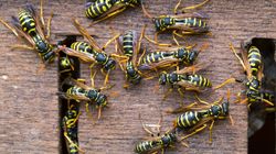 Wasp Swarms Could Worsen As Supplies Of Leading Nest Killer Run Low In UK Heatwave