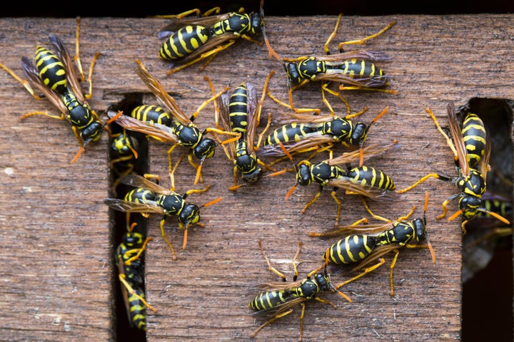 Wasp nests could soon become untreatable as supplies of a leading chemical run low.