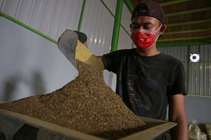 A worker pours finely ground kratom leaves into a machine to be processed into powder at a facility in Kapuas Hulu, West Kalimantan, Indonesia. Most raw kratom comes to the U.S. from Southeast Asia.