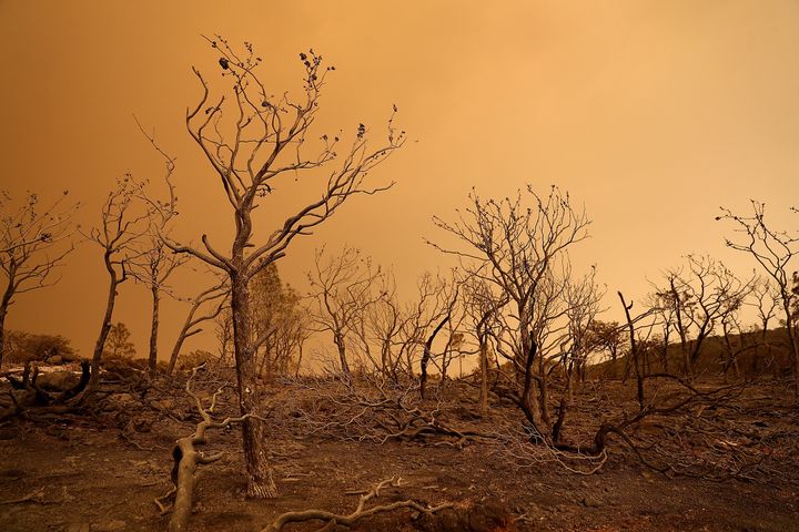 Trees burned by the Mendocino Complex Fire near Lodoga, California.
