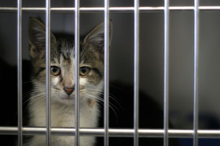 An Indiana animal shelter is under state investigation after a former worker said she was told to put live cats, including a kitten, in the freezer.