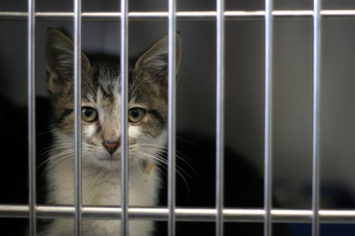 An Indiana animal shelter is under state investigation after a former worker said she was told to put live cats, including a