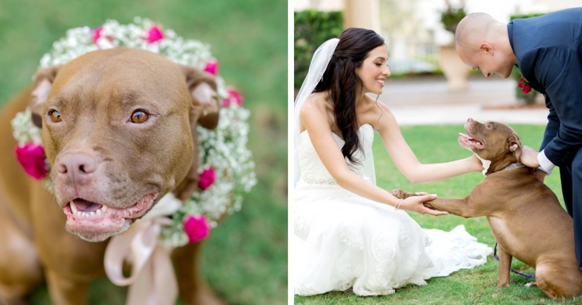 32 Times Dogs Dutifully Helped Their Owners Tie The Knot | HuffPost