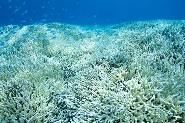 Warming temperatures can be particularly harmful to coral reefs, where 1 in 4 fish are found.