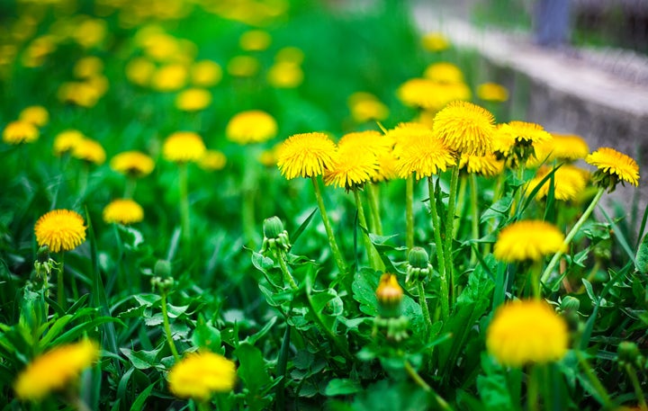 The woman's family has said that she was cutting dandelions for a salad when police used a Taser on her.