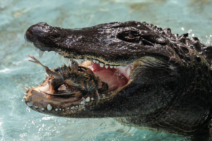 Muja is officially the oldest American alligator in the world living in captivity. He was brought to Belgrade from Germany in 1937, a year after the opening of the Zoo. Muja survived three bombings of Belgrade, the Second World War and all hardships the Zoo went through.