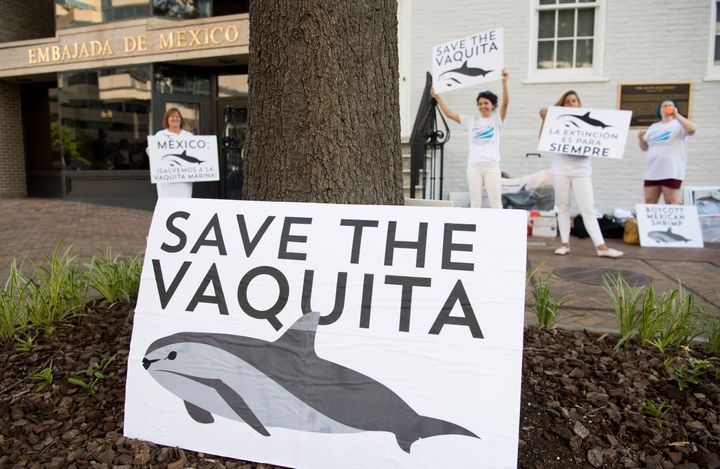 Demonstrators with the Animal Welfare Institute hold a rally to save the vaquita, the world's smallest and most endangered porpoise, outside the Mexican Embassy in Washington on July 5, 2018.