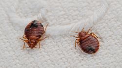 'Don't Sit On Buses Or The Tube': Bed Bugs Are Thriving After Heatwave