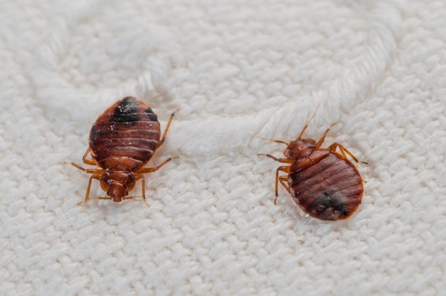 Bedbugs – or  Cimex lectularius – an haematophagous species in progression worldwide attacking people in their beds at night (file photo).