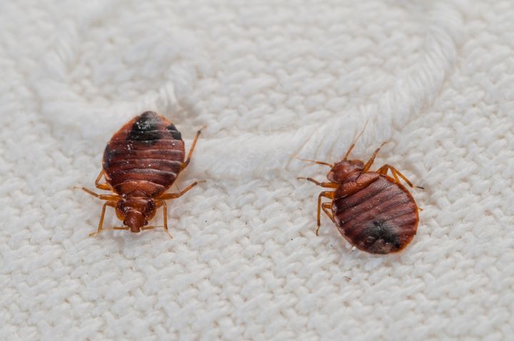 Bedbugs – or Cimex lectularius – an haematophagous species in progression worldwide attacking people in their beds at night (file photo).