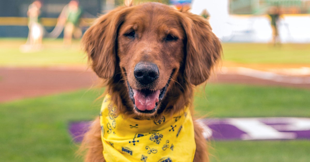 Dog's Death Does Not Mean The End Of Bush's Baked Beans Commercials