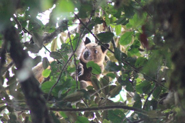 The Wondiwoi tree kangaroo was believed to be extinct – until Michael Smith photographed this one in Indonesia 