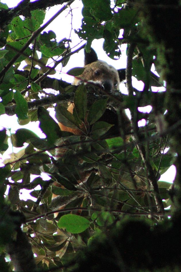  The creature was spotted high in the tree tops in West Papua