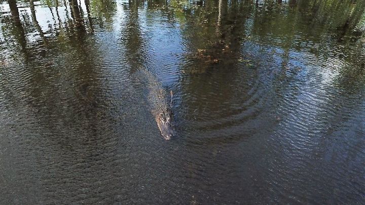 Police in South Carolina say an alligator, similar to the one pictured here, is suspected of killing a woman who was walking her dog.