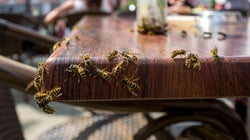 Don't Panic, But The Heatwave Is Making Wasps Live Longer (And Their Queens Are Thriving)
