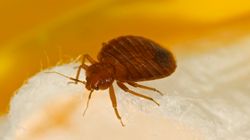 How To Tell You Have Bedbugs (And How To Get Rid Of Them)