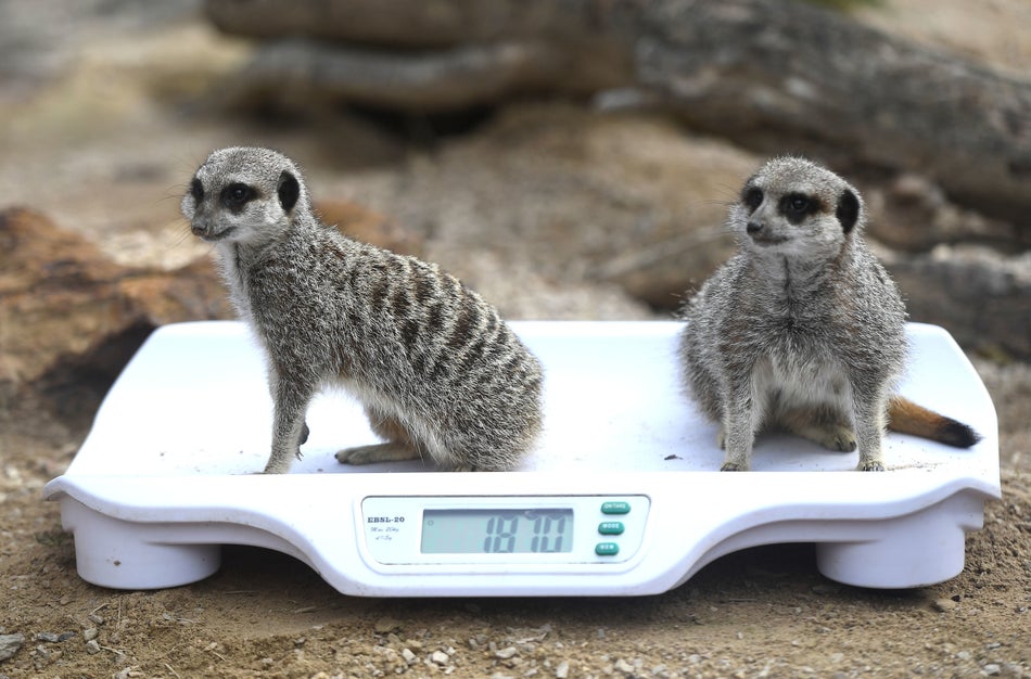 Meerkats Hari and Mara.
