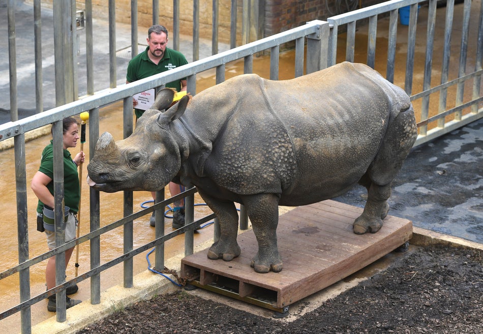 Behan, the greater one-horned rhinoceros.