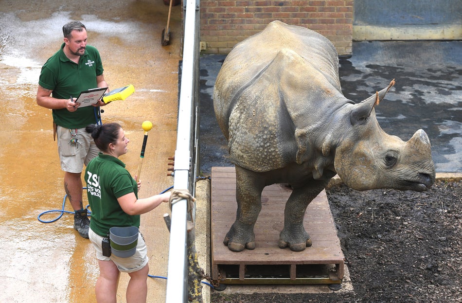 Behan, the greater one-horned rhinoceros steps onto the scales.