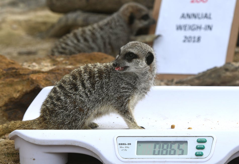 Meerkats Hari and Mara.
