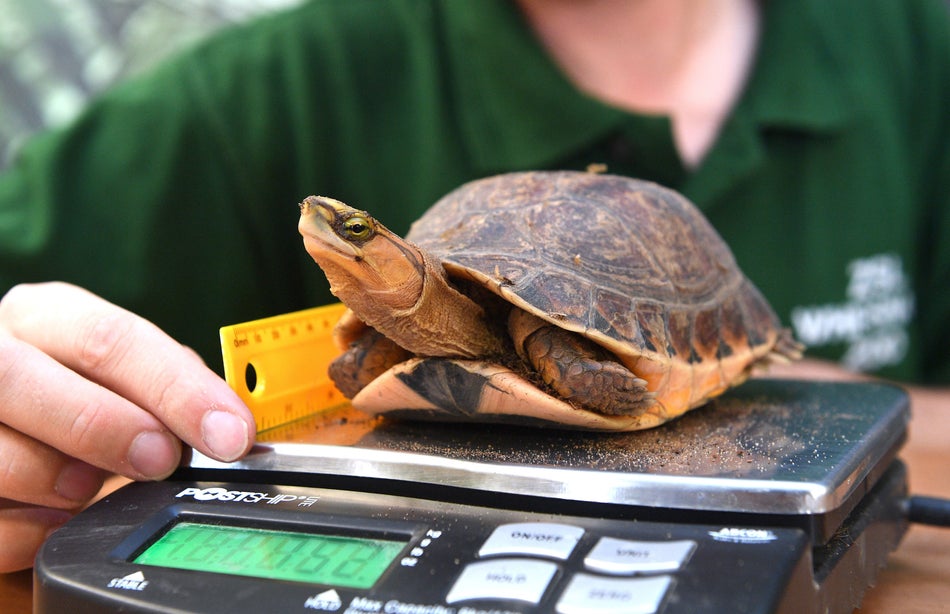 A McCord's box turtle is weighed and measured.