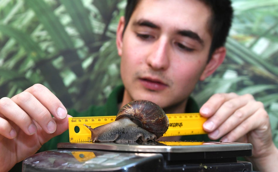 A partula snail is weighed and measured by keeper Tom Maunders.