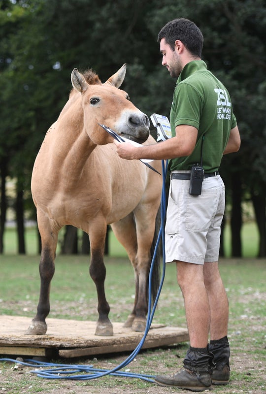 Tuuli the Przewalski's horse is weighed by keeper Luke Pharoah.