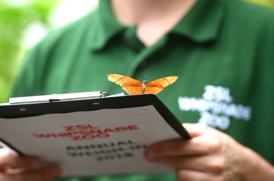 A flambeau butterfly lands on a clipboard.