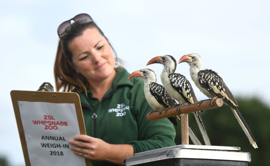 Red billed hornbills named Guinea, Mali and Chad are weighed by keeper Rebecca Feenan.
